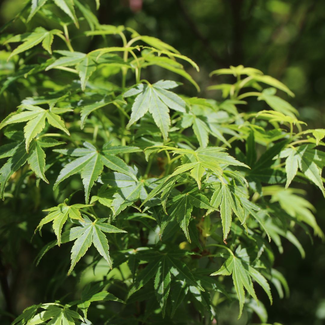 Acer palmatum 'Tsukasa Silhouette' – Majestic Trees