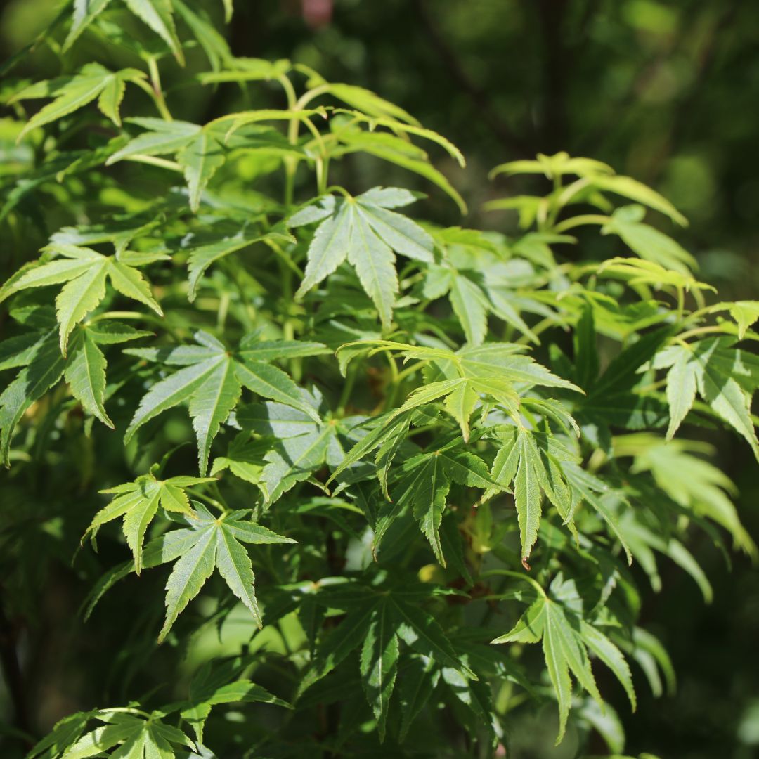 Acer palmatum 'Tsukasa Silhouette'