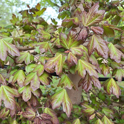 Acer campestre 'Red Shine' (Pleached)