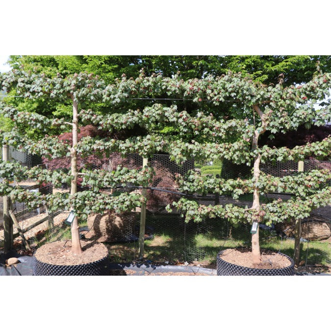 Acer campestre 'Red Shine' (Pleached)