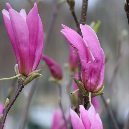 Magnolia 'Ricki'