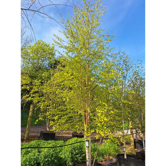 Betula pendula 'Schneverdinger Goldbirke'