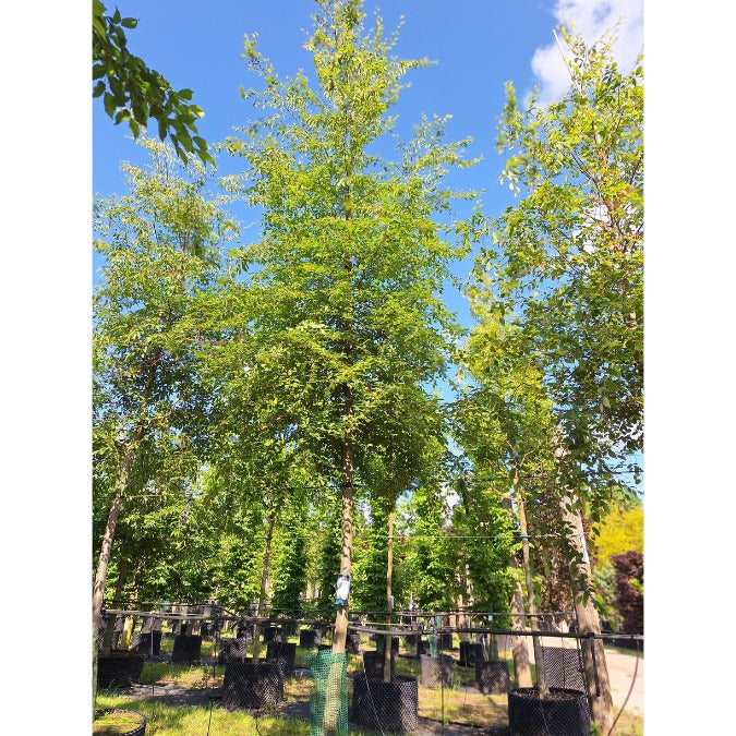 Carpinus fargesiana