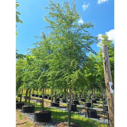 Carpinus fargesiana