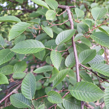 Carpinus fargesiana