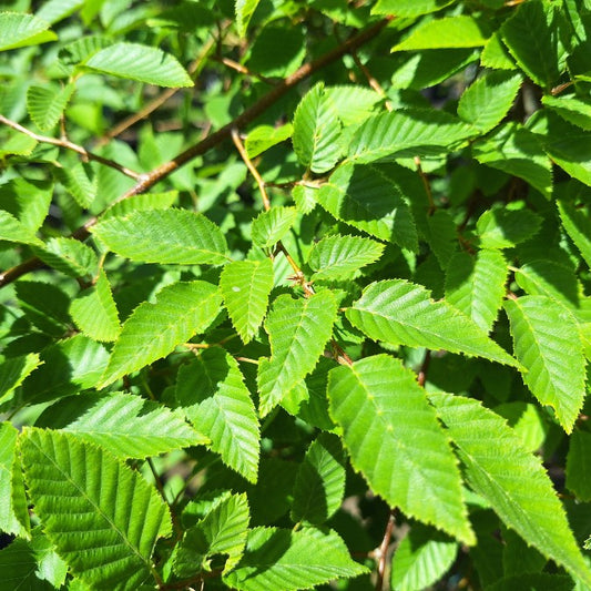 Carpinus fargesiana