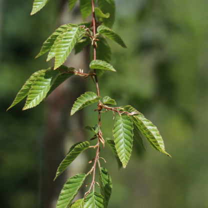 Carpinus fargesiana