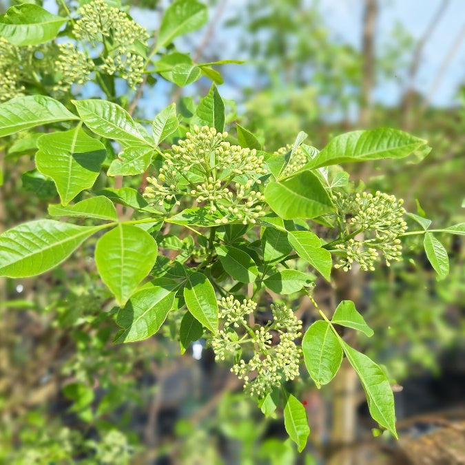 Ptelea trifoliata