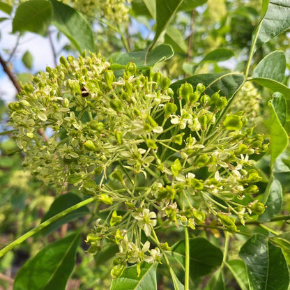 Ptelea trifoliata