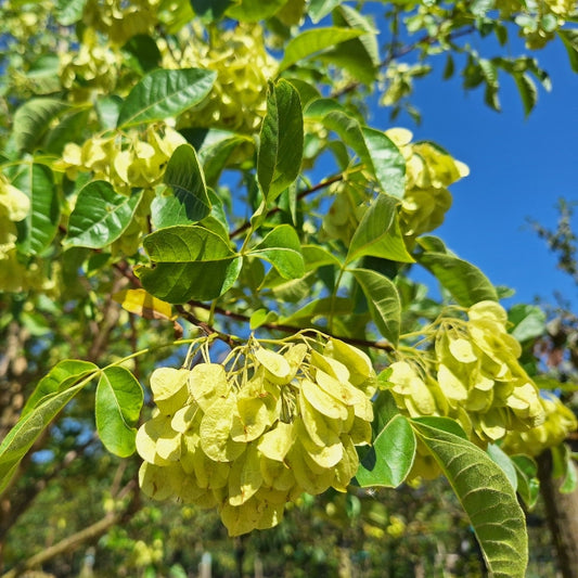 Ptelea trifoliata