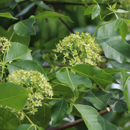 Ptelea trifoliata