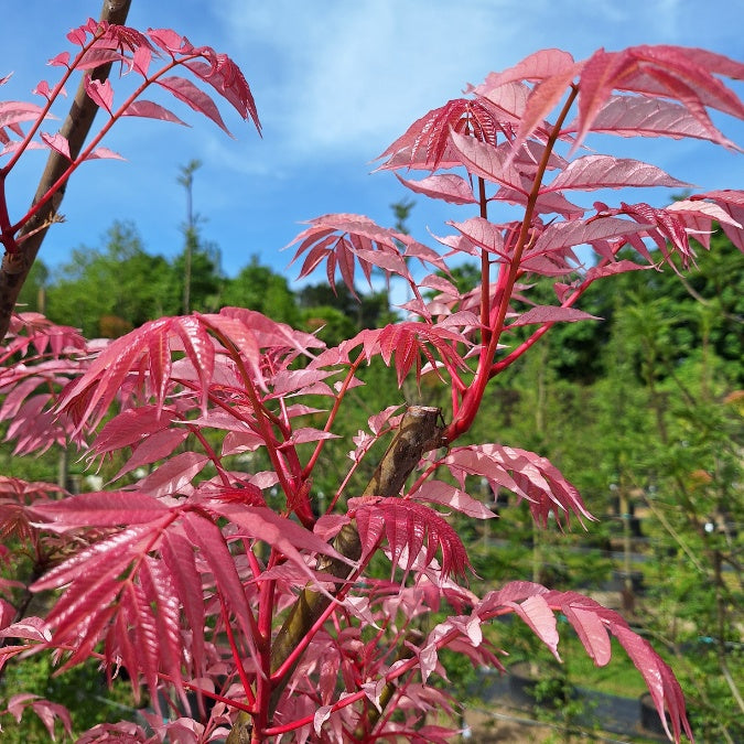 Toona sinensis 'Flamingo'