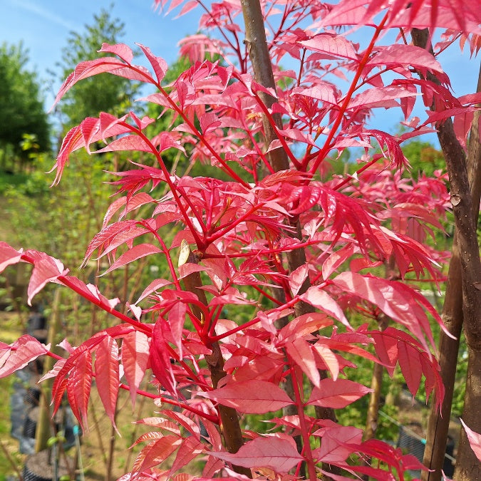 Toona sinensis 'Flamingo'