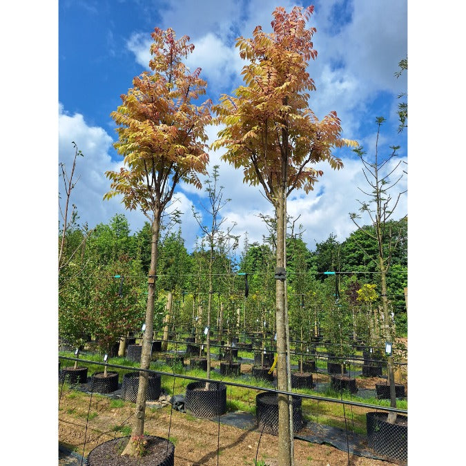 Toona sinensis 'Flamingo'