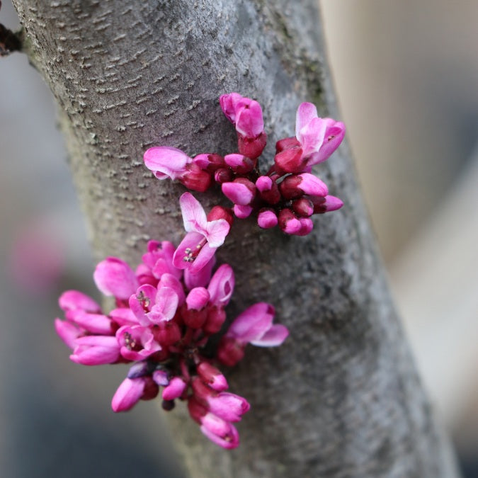 Cercis canadensis 'Red Force'