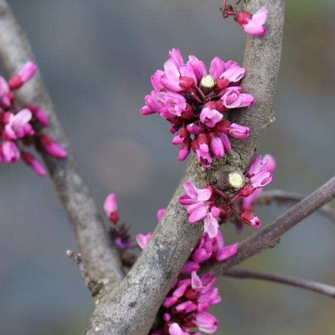 Cercis canadensis 'Red Force'