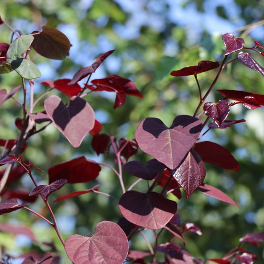 Cercis canadensis 'Red Force'