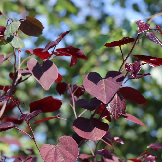 Cercis canadensis 'Red Force'