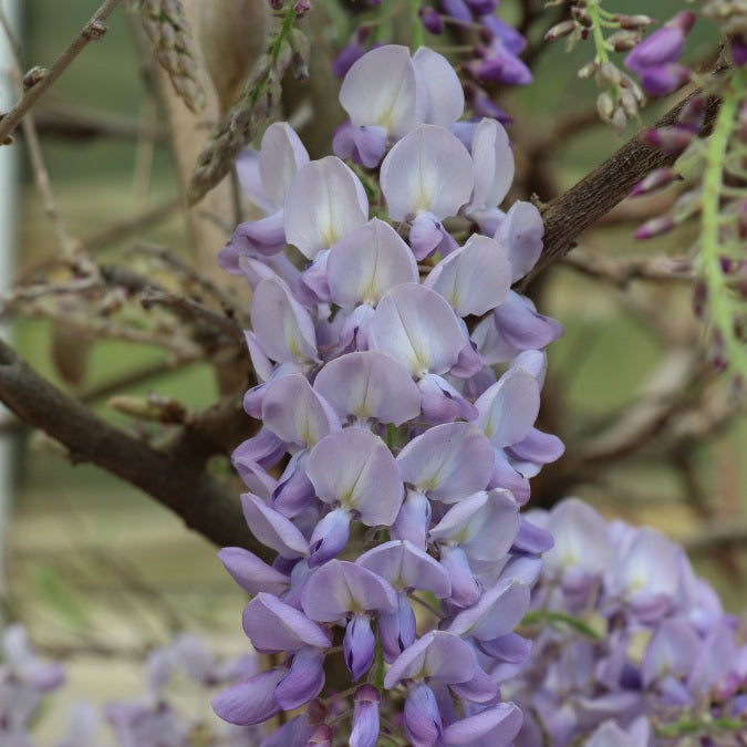 Wisteria brachybotrys 'Golden Dragon'