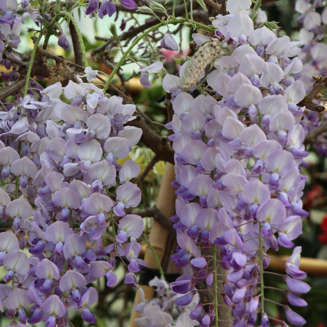 Wisteria brachybotrys 'Golden Dragon'