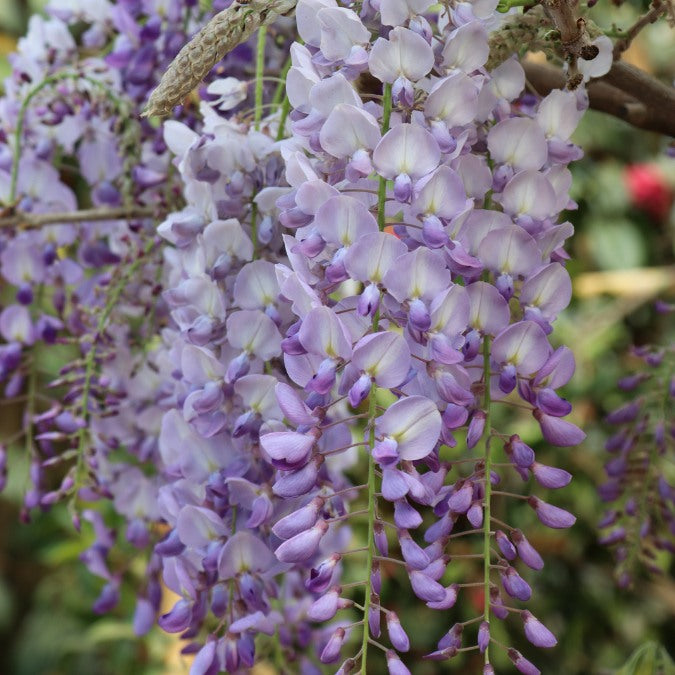 Wisteria brachybotrys 'Golden Dragon'