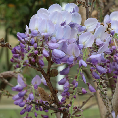 Wisteria brachybotrys 'Golden Dragon'