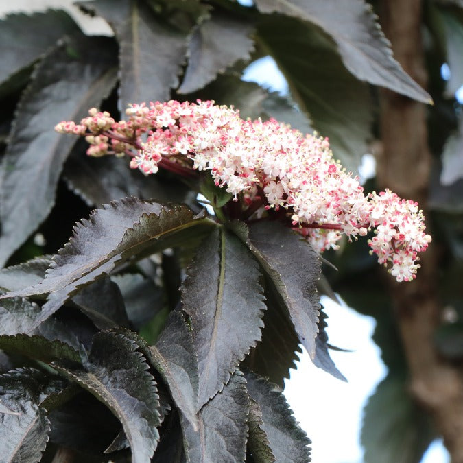 Sambucus nigra 'Black Tower'