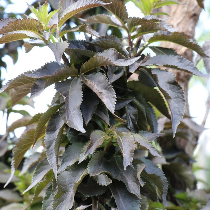 Sambucus nigra 'Black Tower'