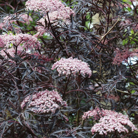 Sambucus nigra 'Black Tower'