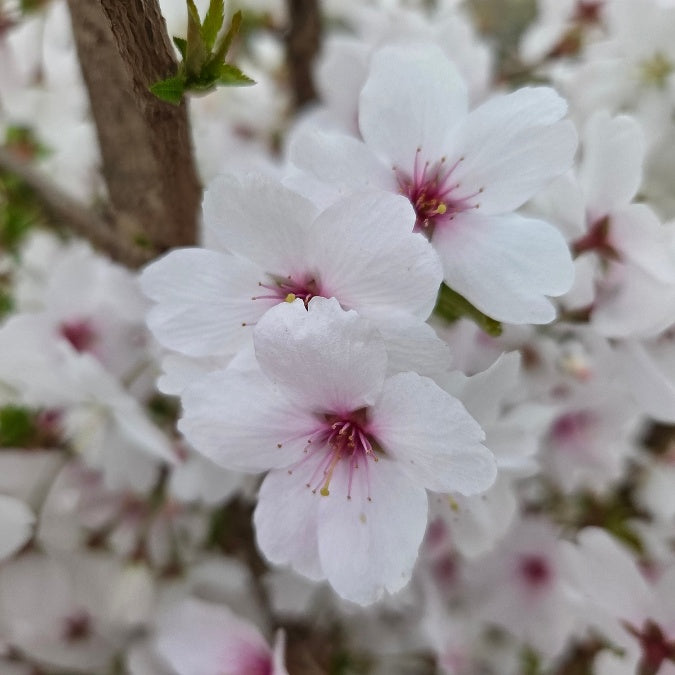 Prunus 'The Bride'