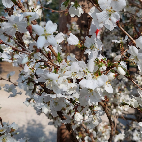 Prunus 'The Bride'