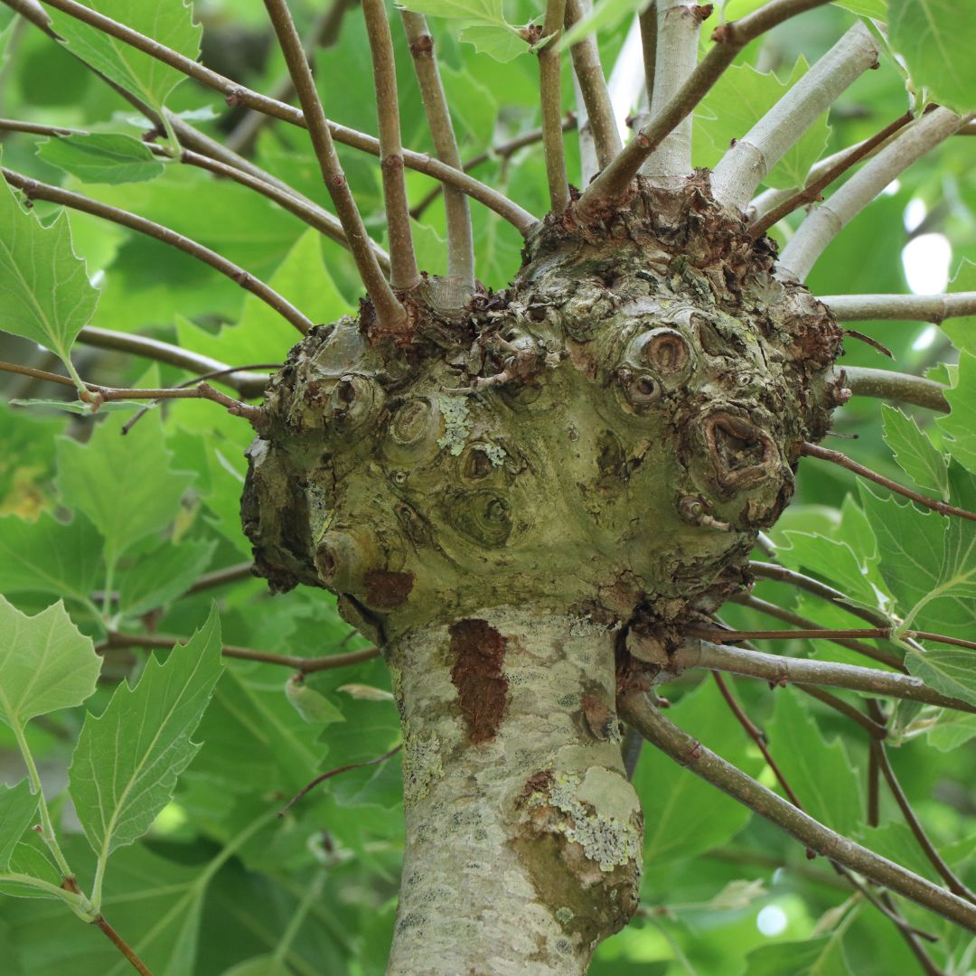 Platanus x hispanica (Pollarded) – Majestic Trees