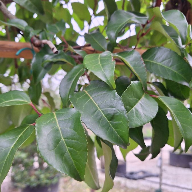 Prunus lusitanica 'Tico' (Pleached)