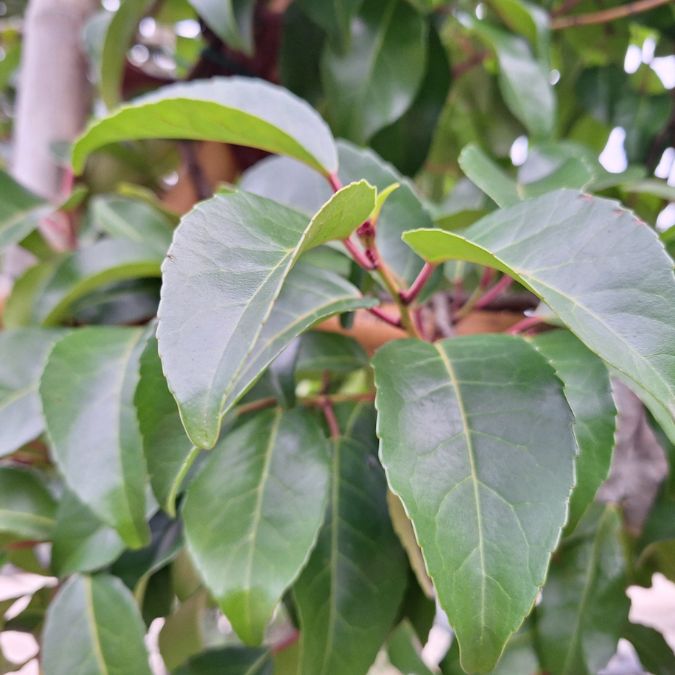 Prunus lusitanica 'Tico' (Pleached)
