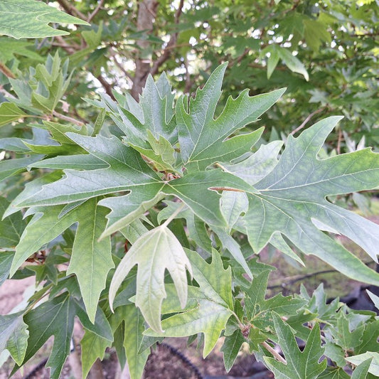 Platanus orientalis 'Minaret'