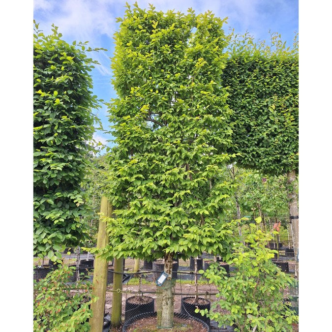 Carpinus betulus 'Albert Beeckman'