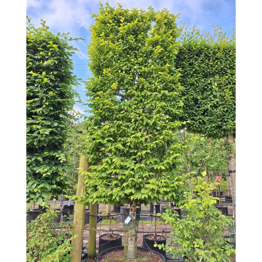 Carpinus betulus 'Albert Beeckman'