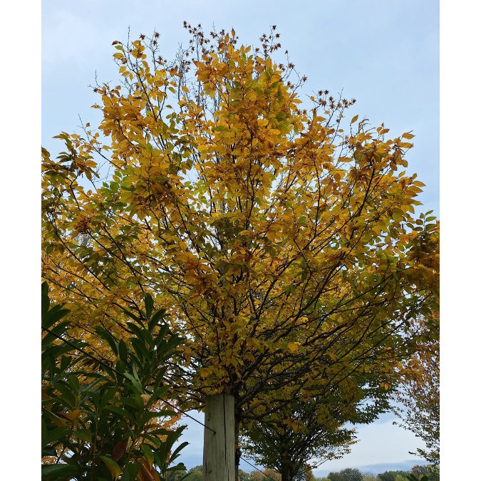 Carpinus betulus 'Albert Beeckman'