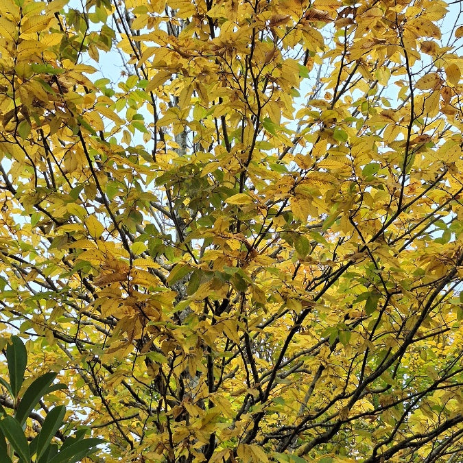 Carpinus betulus 'Albert Beeckman'
