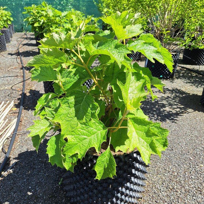 Hydrangea quercifolia