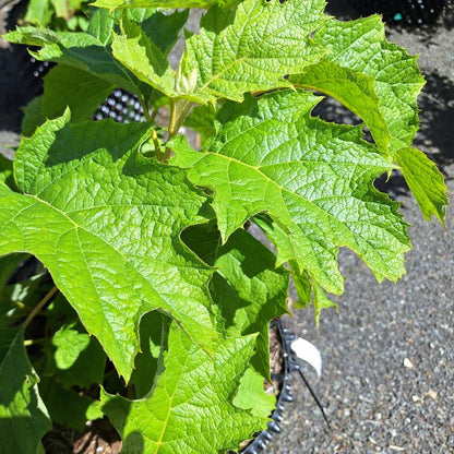 Hydrangea quercifolia