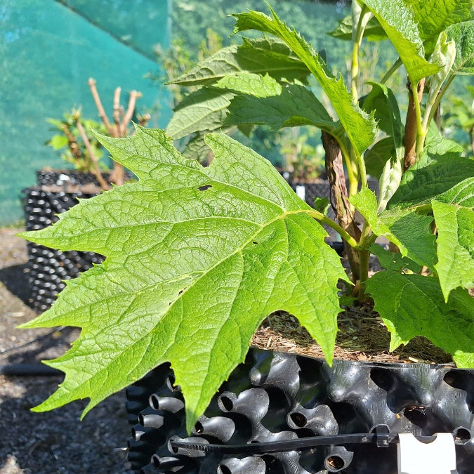 Hydrangea quercifolia