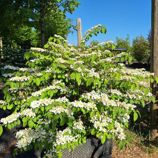 Viburnum plicatum 'Saint Keverne'