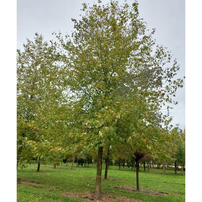 Platanus orientalis f. digitata