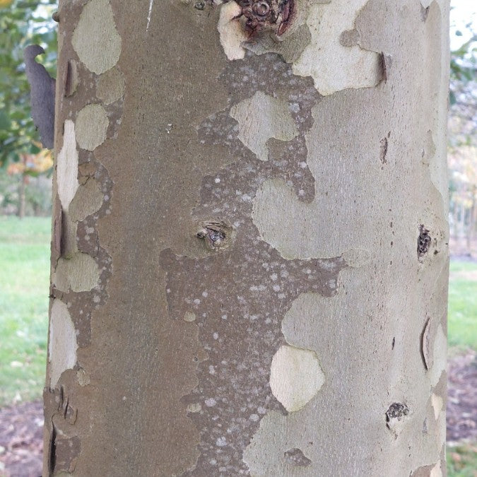 Platanus orientalis f. digitata