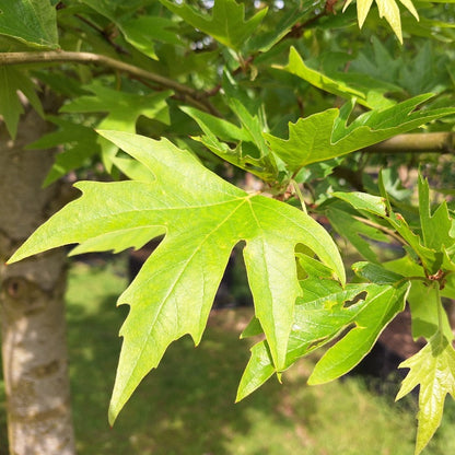 Platanus orientalis f. digitata