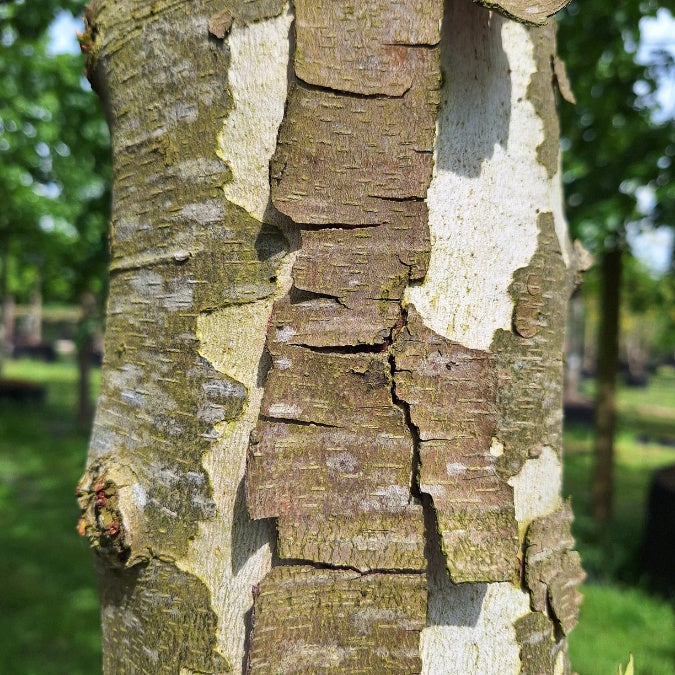 Platanus orientalis f. digitata