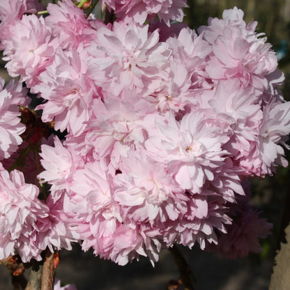 Prunus 'Kiku-shidare-zakura'