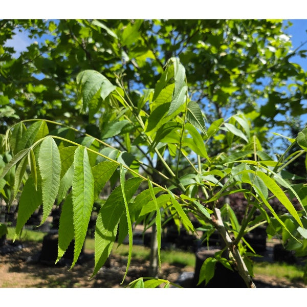 Carya illinoinensis