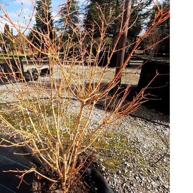 Cornus sanguinea 'Midwinter Fire' – Majestic Trees